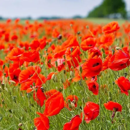 In The Ruegeband * Waren (Müritz)