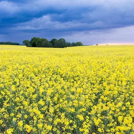 Ferienhaus In The Ruegeband